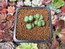 Conophytum sp. 1" Succulent Plant