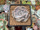 Echeveria 'Lilacina' Mutated 4" Succulent Plant