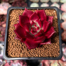 Echeveria Agavoides 'Luming' 2" Succulent Plant