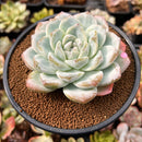 Echeveria 'Icy Green' 4" Large Succulent Plant