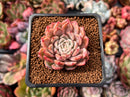 Echeveria 'Zaragoza' Hybrid 2" Succulent Plant