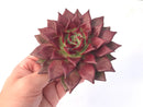 Echeveria Agavoides 'Electra' 6" Succulent Plant