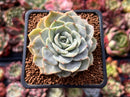 Echeveria 'Fleur Blanc' 2" Succulent Plant