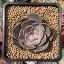 Echeveria 'Renoir' 2" Succulent Plant