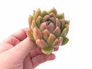 Echeveria Agavoides Wax 2"-3" Rare Succulent Plant