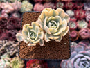 Echeveria Runyonii Variegated (Aka Echeveria 'Akaihosi' Variegated) 2" Succulent Plant