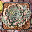 Echeveria 'Mars' 3" Succulent Plant