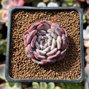 Echeveria 'Marcel' 1" Succulent Plant