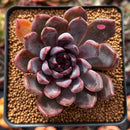 Echeveria 'Purple Zaragoza' 2" Succulent Plant