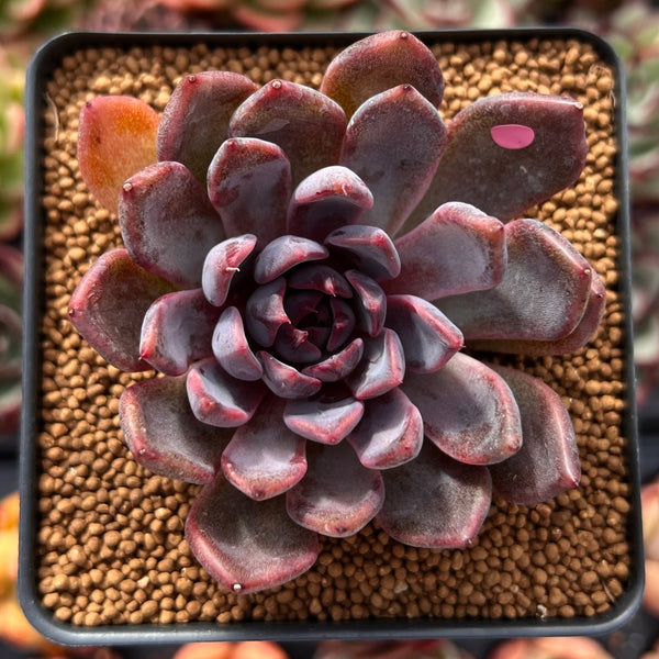 Echeveria 'Purple Zaragoza' 2" Succulent Plant