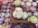 Echeveria 'Lemon Berry' 2" Cluster Succulent Plant