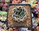Echeveria 'Mandella' 2" New Hybrid Succulent Plant