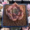 Echeveria 'Pink Lily' 1"-2" Succulent Plant