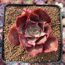 Echeveria 'Longissima' 2" Succulent Plant