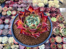 Echeveria Agavoides Hybrid 3"-4" Special Clone Succulent Plant