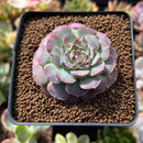 Echeveria 'Charles Rose' 2" Succulent Plant