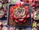 Echeveria Agavoides 'Prolifera' 2" Succulent Plant