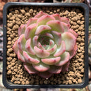 Echeveria 'Kerlean' 3" Succulent Plant