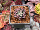 Echeveria 'Water Drop' 1" New Hybrid Succulent Plant