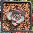 Echeveria 'Casio' 1"-2" Succulent Plant