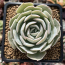 Echeveria sp. 3" Succulent Plant