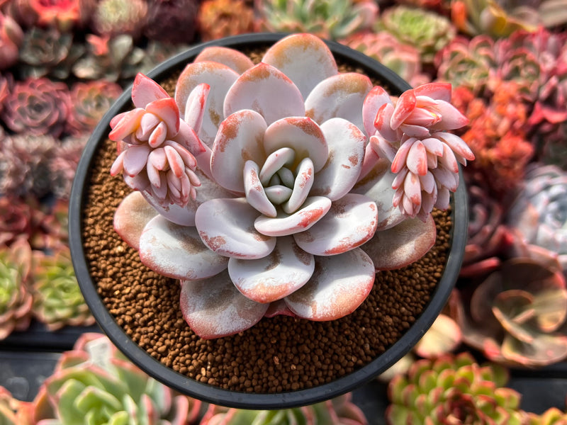 succulent lei Echeveria 'Laui' 4" Powdery Succulent Plant – True Succulents Plant Co
