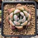 Echeveria 'Star Mark' 2" Succulent Plant
