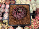 Echeveria 'Black Smoke' 1" New Hybrid Succulent Plant
