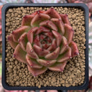 Echeveria Agavoides 'Elizabeth' 3" Succulent Plant
