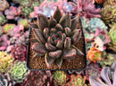 Echeveria Agavoides 'Pyche' 3" Succulent Plant