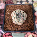 Echeveria 'Herbion' 1" Succulent Plant