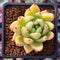 Echeveria Agavoides 'Wax' 2" Succulent Plant
