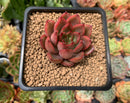 Echeveria Agavoides 'Red Bell' 2" Succulent Plant