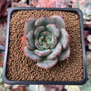 Echeveria 'Monello' 1" New Hybrid Succulent Plant