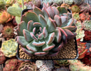 Echeveria 'Star Mark' 3" Powdery Succulent Plant