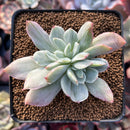 Echeveria 'Luella' Variegated 3" Succulent Plant