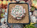 Echeveria 'Viyant' 1"-2" Succulent Plant
