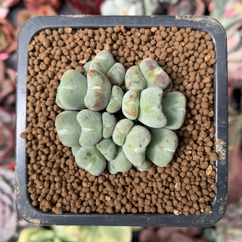 conophytum succulent Conophytum 'Chowbanier' 1" Succulent Plant