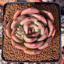 Echeveria 'Baekya' 3" Succulent Plant