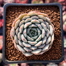 Echeveria 'Clara' 1"-2" Succulent Plant