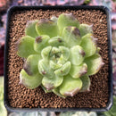 Echeveria Agavoides 'Amethyst' Hybrid 2" Succulent Plant