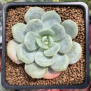 Echeveria 'Soulmint' 2" Succulent Plant