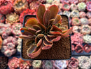 Echeveria 'Fimbriata' Variegated AKA 'Fasciculata' Crested 3" Succulent Plant
