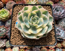 Echeveria 'Compton Carousel' Variegated 3"-4" Succulent Plant