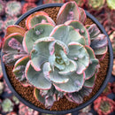 Echeveria 'Beyonce' Variegated 4" Succulent Plant