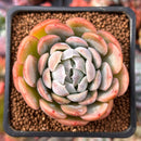Echeveria 'Twin Berry' 2” Succulent Plant