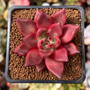 Echeveria Agavoides 'Redkus' 1"-2" Succulent Plant