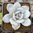 Echeveria 'Laui' 2" Powdery Succulent Plant