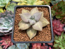 Echeveria 'Xichuensis' 2" Succulent Plant
