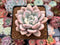 Graptoveria 'Opalina' Variegated 3" Succulent Plant